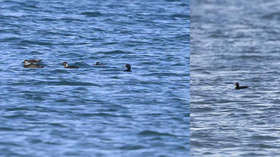 Common Scoter